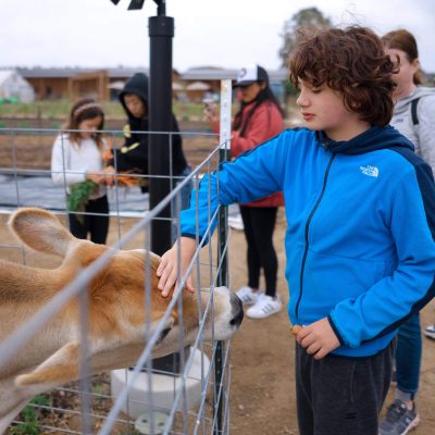 Farm visitors waiting as cow sniffs carrots