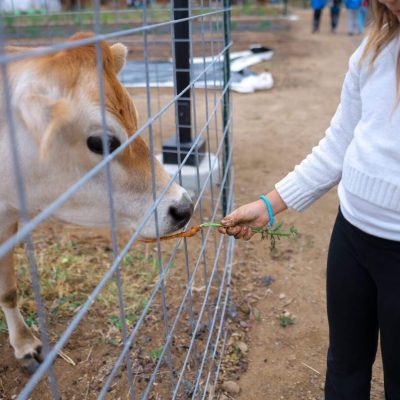 Cow sniffing carrot offered by child